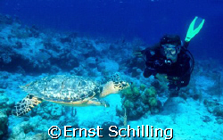 Close encounter with a Hawksbill Turtle at Salt Cay by Ernst Schilling 